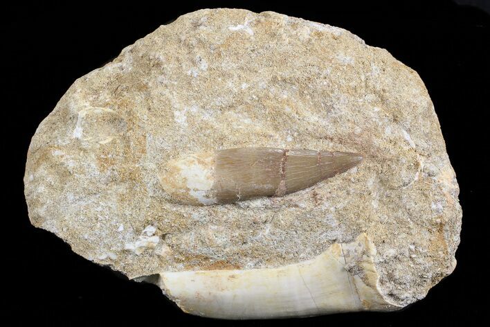 Fossil Plesiosaur (Zarafasaura) & Enchodus Tooth #70305